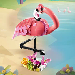 420255-wild-animal--pink-flamingo-31170-3