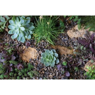 420529-horticultural-alpine-grit-4