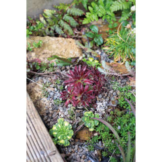 420529-horticultural-alpine-grit-5