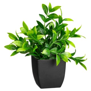 422687-small-plant-in-black-pot
