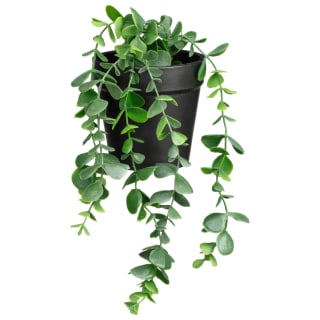 422688-small-hanging-succulent-in-black-vase