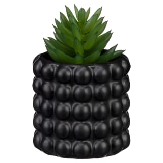 422693-succulent-in-bubble-vase-black