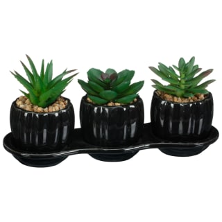 422694-ceramic-tray-of-3-succulents-black