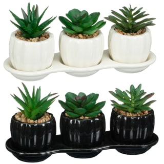422694-ceramic-tray-of-3-succulents-group