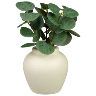 422701-eucalyptus-in-ceramic-pot