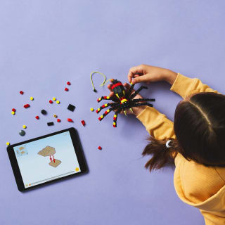 427736-wild-animal-surprising-spider-2