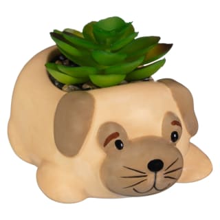 428737-lying-down-dog-succulent-2