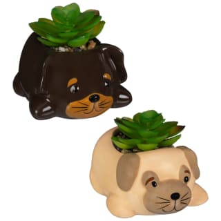 428737-lying-down-dog-succulent