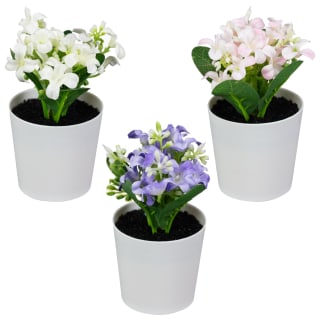 428740-small-flowers-in-plastic-pot-group