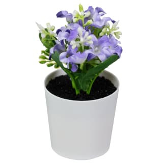 428740-small-flowers-in-plastic-pot-lilac