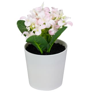 428740-small-flowers-in-plastic-pot-pink