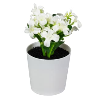 428740-small-flowers-in-plastic-pot-white