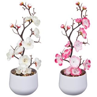 428742-tall-blossom-in-white-pot-group