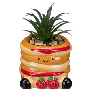Fun Succulent - Pancake