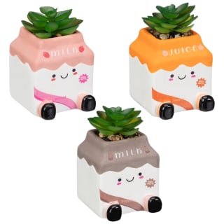 428763-jelly-cat-inspired-succulents-carton-group