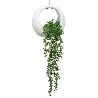 Hanging Plant in Ceramic Pot