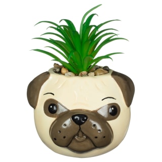 430034-novely-dog-succulent