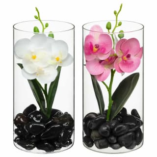 430048-orchid-in-glass-jar-group