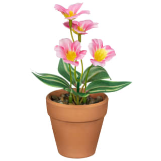 430081-small-flowers-in-teracotta-pot-2