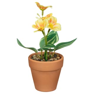 430081-small-flowers-in-teracotta-pot