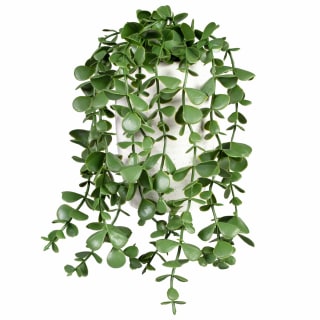 430362-trailing-plant-in-ceramic-pot