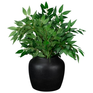 430364-large-green-leaf-plant