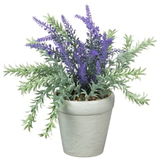 430395-lavender-in-ceramic-pot