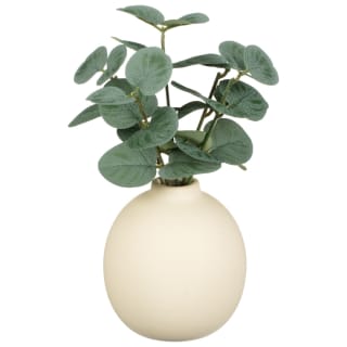 Eucalyptus in Ceramic Pot