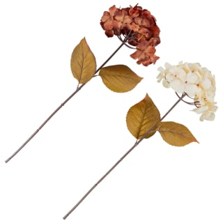 434934-hydrangea-stem-group