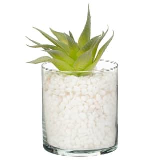 White Stones Succulent