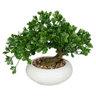 Bonsai in Ribbed White Pot